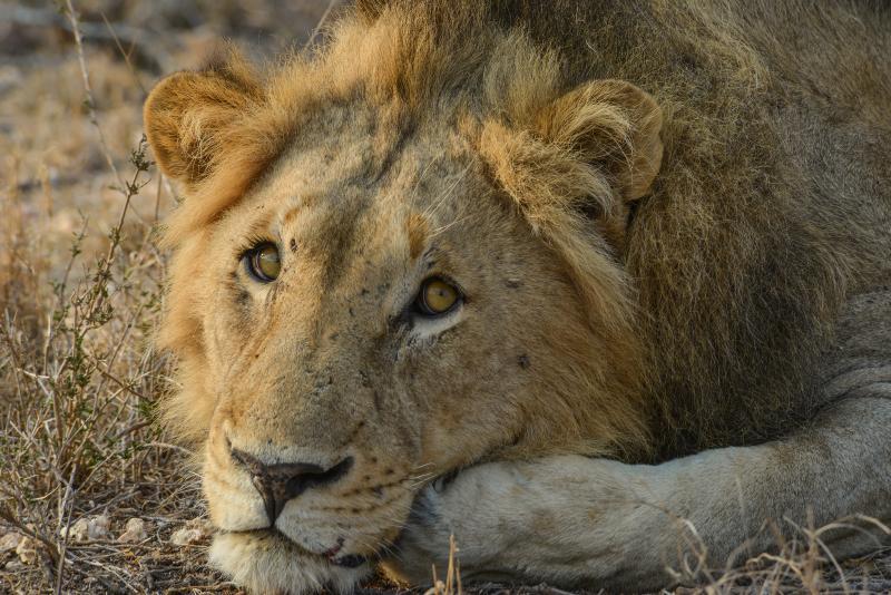 Lion Sands River Lodge Sabi Sand Game Reserve Exterior photo